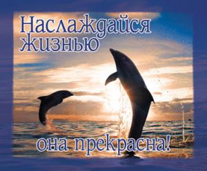 Открытка маленькая "Наслаждайся жизнью - она прекрасна!". Дельфины. ― Knigavam